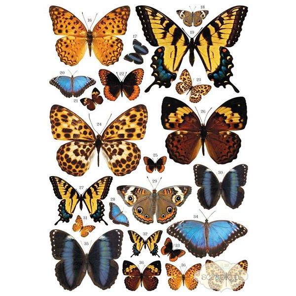 7gypsies - Rubbings Color - Butterflies