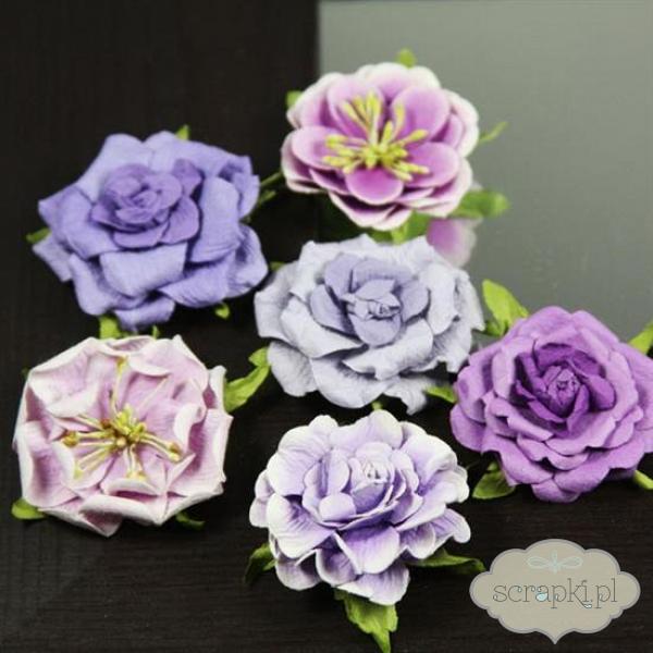 Prima - Liliput Roses - Iris